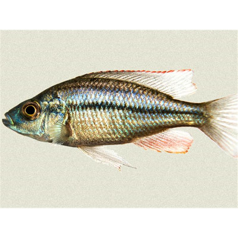 Haplochromis compressiceps - imagine 4